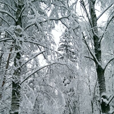 Фото сделанно мной в зимнем лесу.