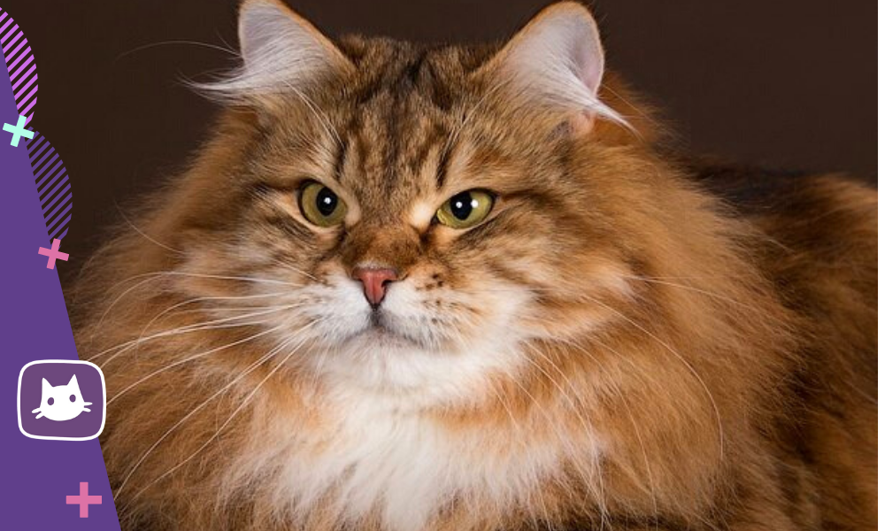 Породы сибирских кошек с фотографиями и названиями