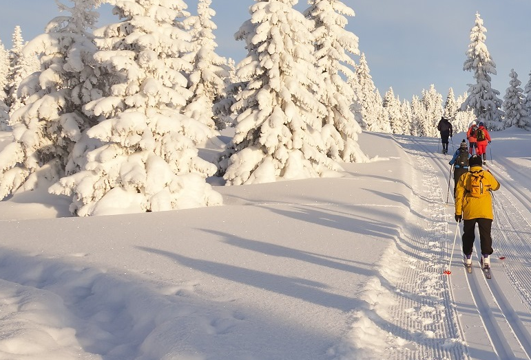 Изображения взяты из свободных источников