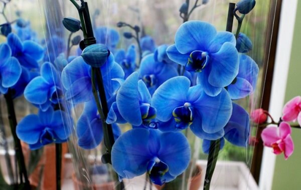 Каких цветов бывают орхидеи: описания, фото