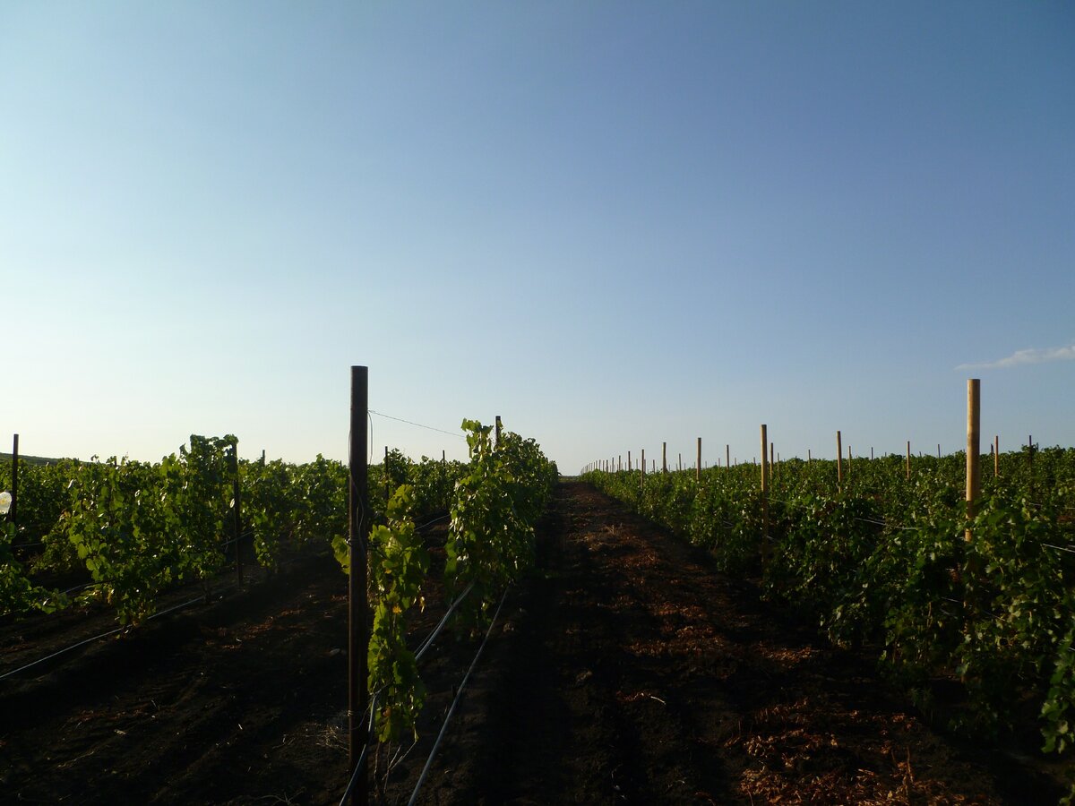 Новые посадки, 2017 г. 