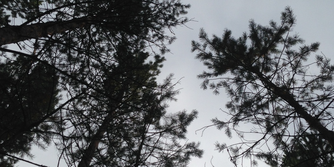 Огород без химии