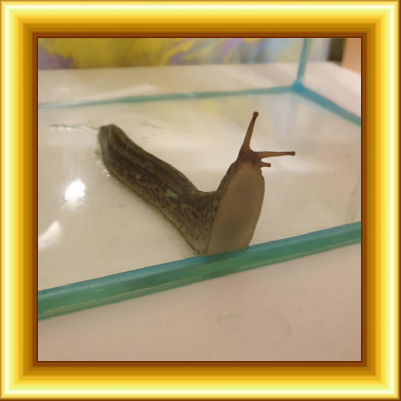 слизень из Испании