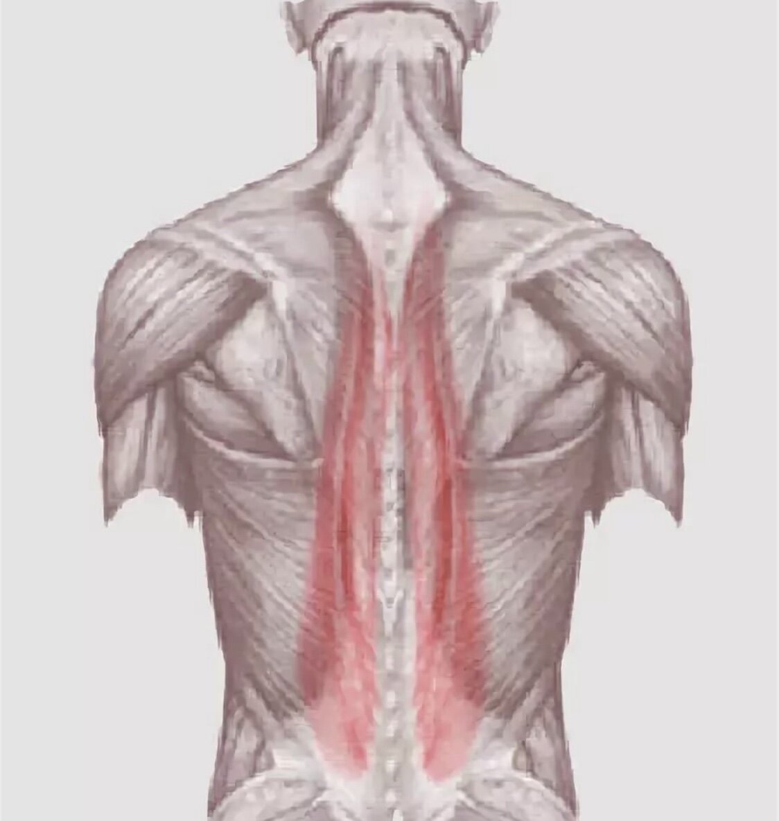 Мышцы держат позвоночный столб
