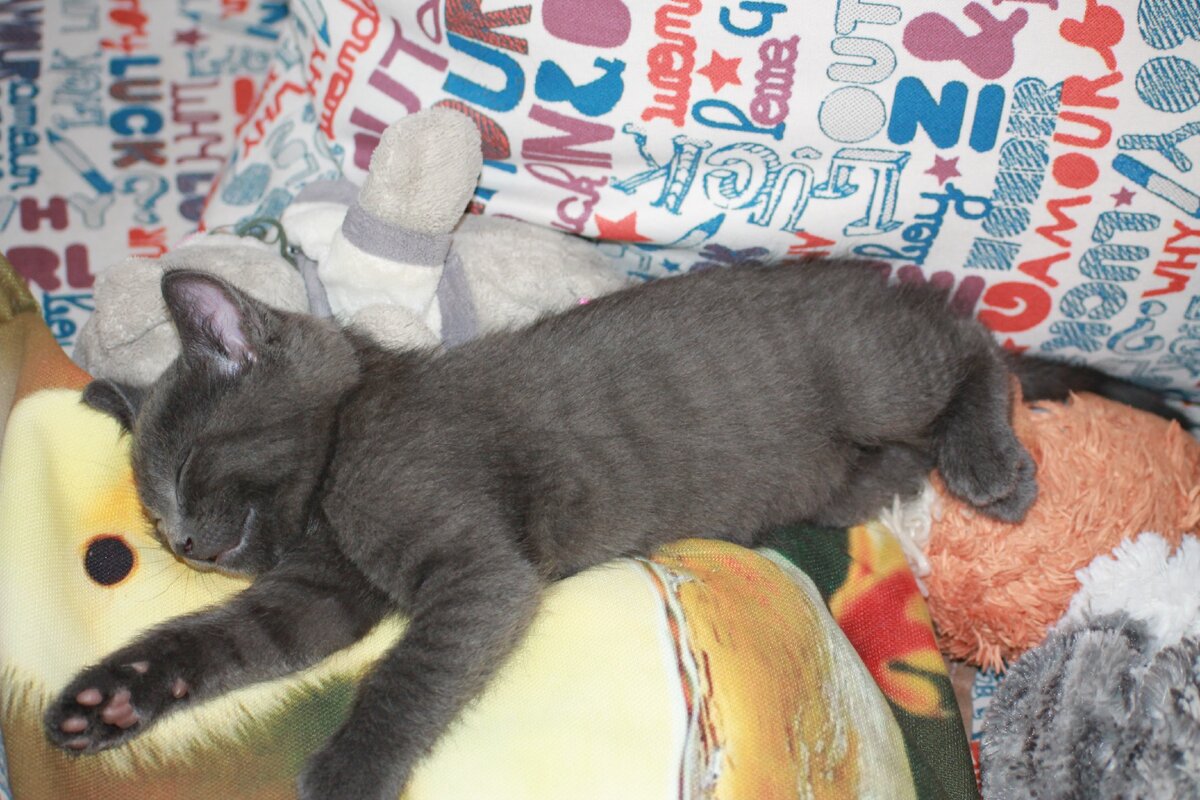 Смурф отдыхает