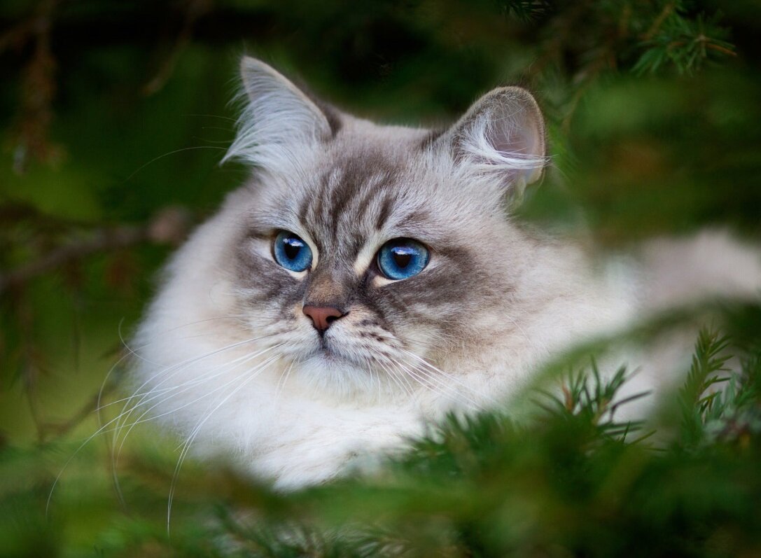 Стандарты породы