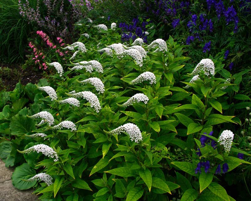 Вербейник Clethroides