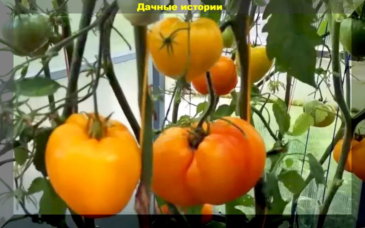 https://vk.com/photo-159774511_457246485