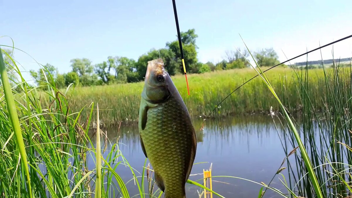 Во время весеннего запрета можно прекрасно порыбачить и с берега, главное знать места. Фото из открытых источников Яндекс-картинки.