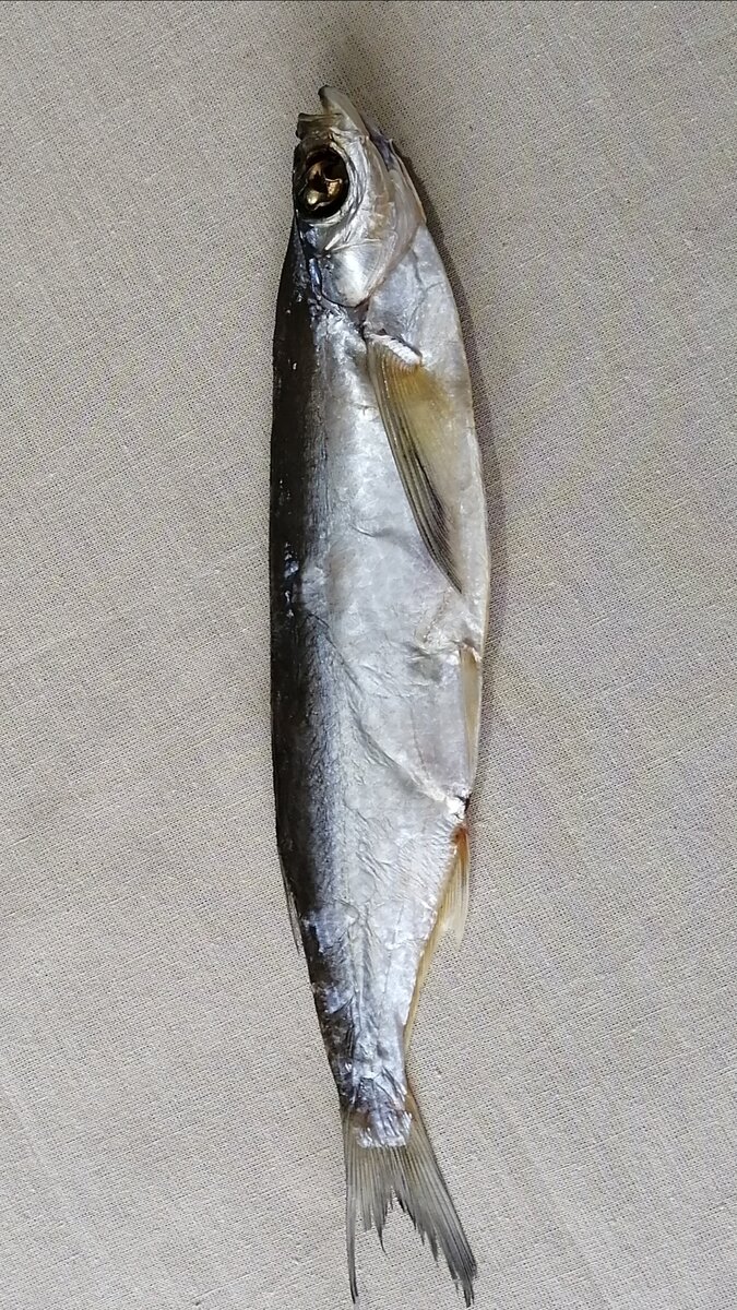 Рыба Чехонь