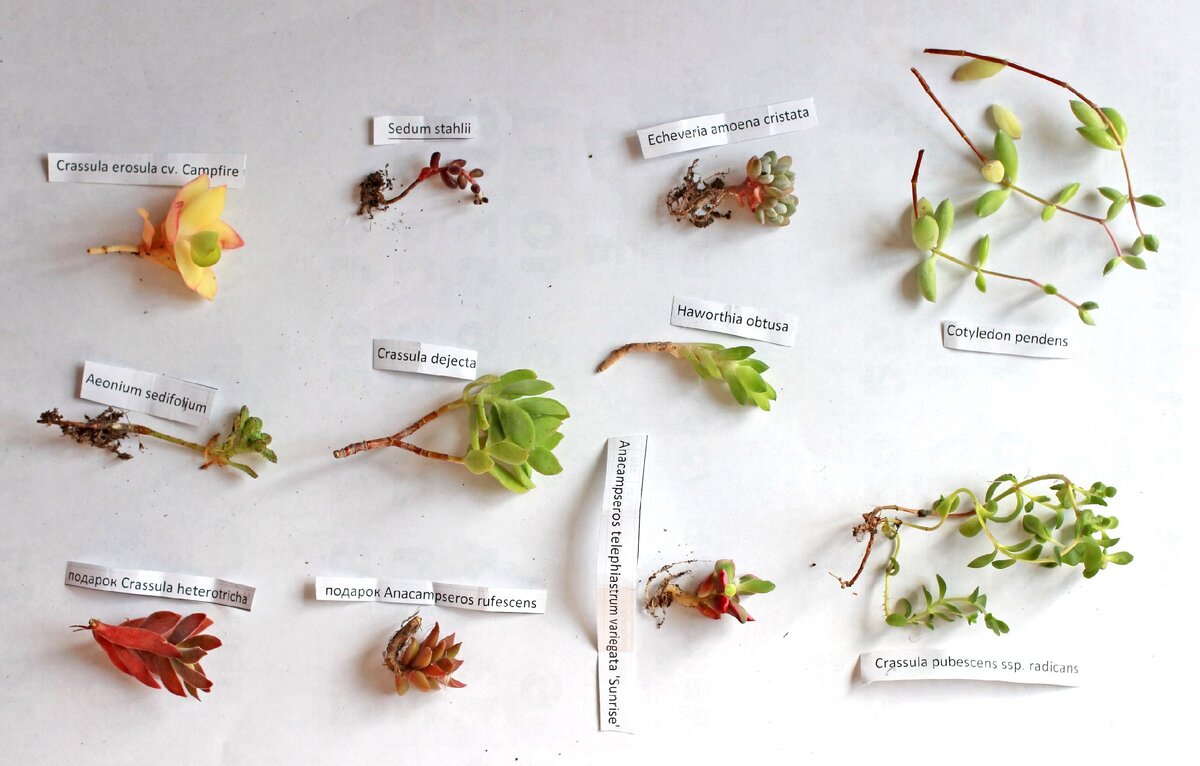 Первая покупка суккулентов онлайном