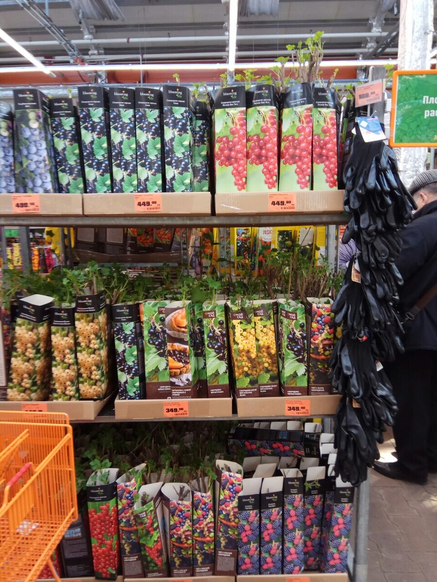 Плодовые кусты.