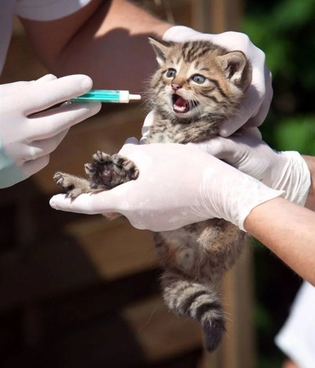 Вакцинация кошек. Котик вакцинация. Кот со шприцом. Прививки коту.