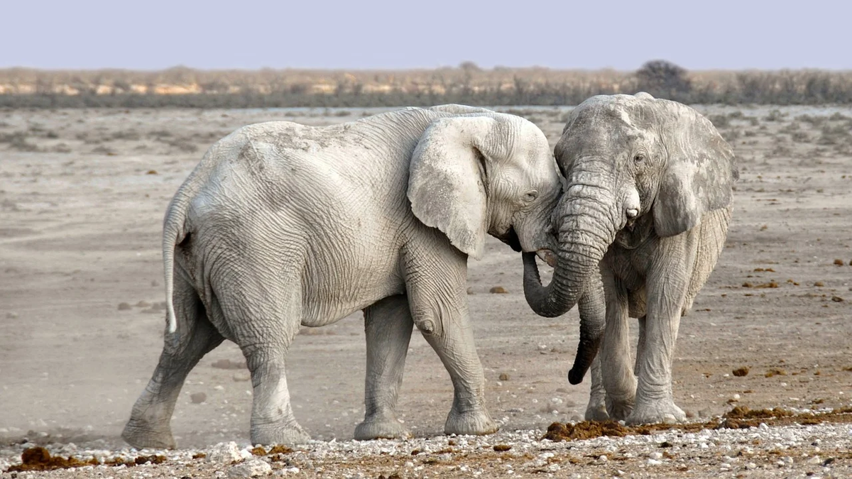 Зачем слону такие большие уши или Самые интересные факты о сухопутных гигантах
