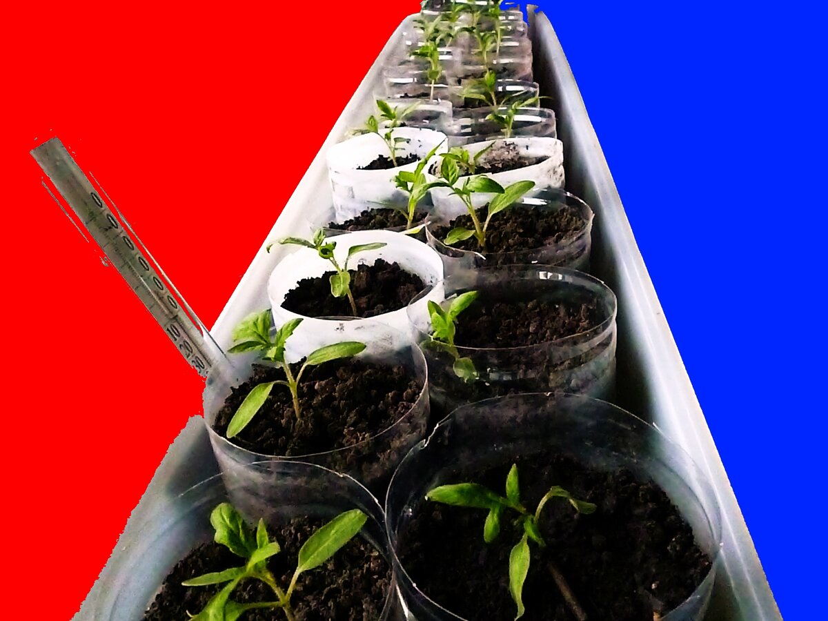 На термометре +15 °C (ниже температуру стараюсь не опускать).