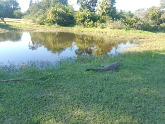 Прудики полны крокодилов