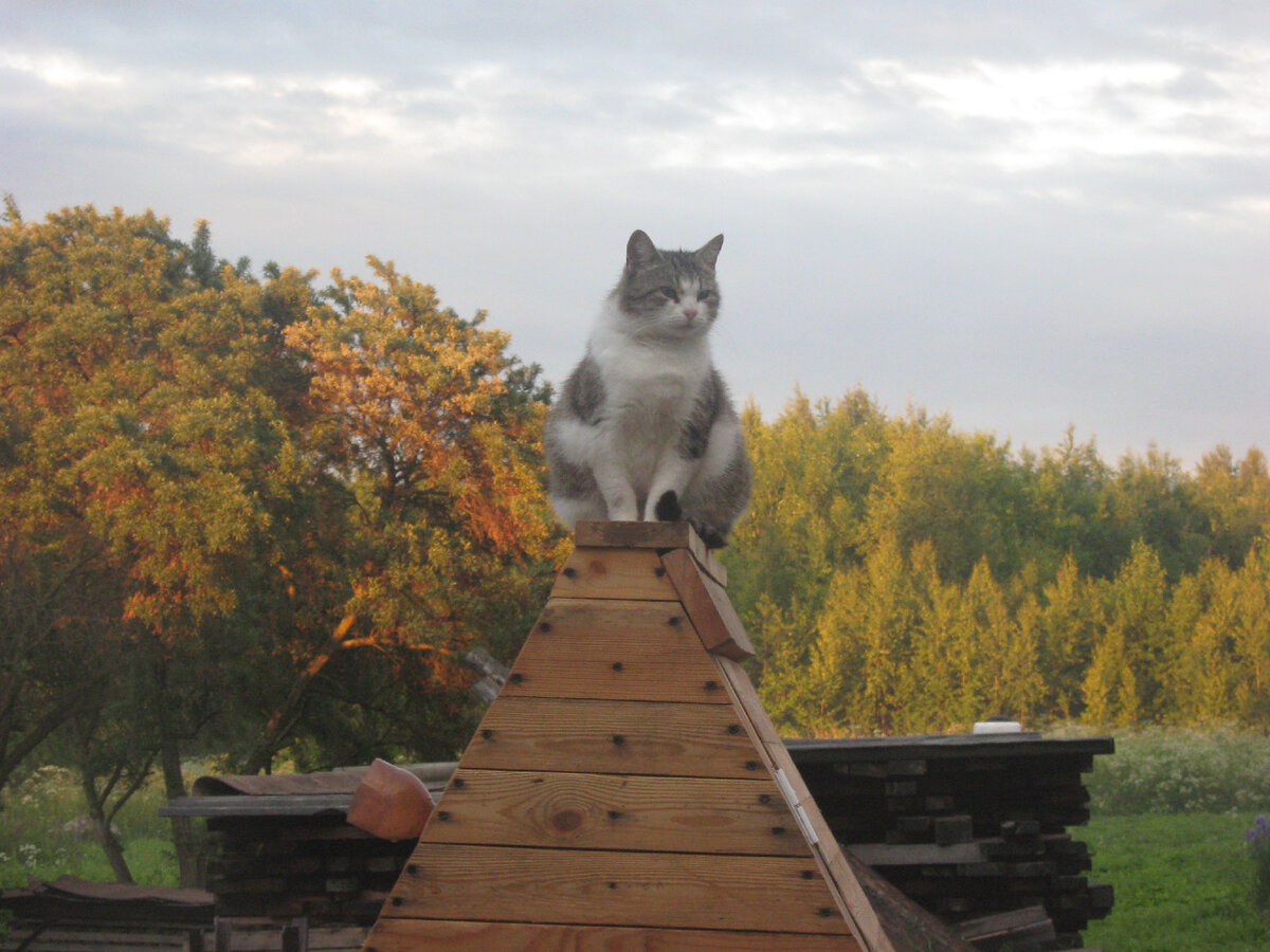 Сырое мясо любила больше кошачьего корма. Как видно, это пошло ей на пользу. Фото мое.