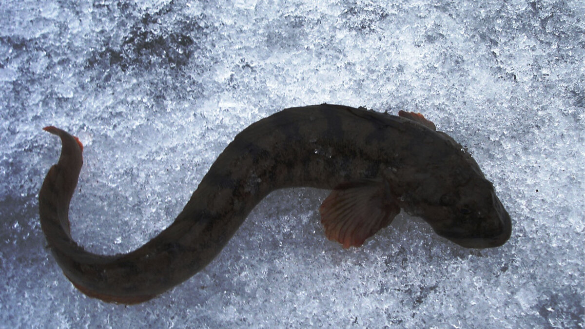 Бельдюга в финском заливе. Бельдюга европейская. Бельдюга рыба. Бельдюга андрияшева. Бельдюга рыба.