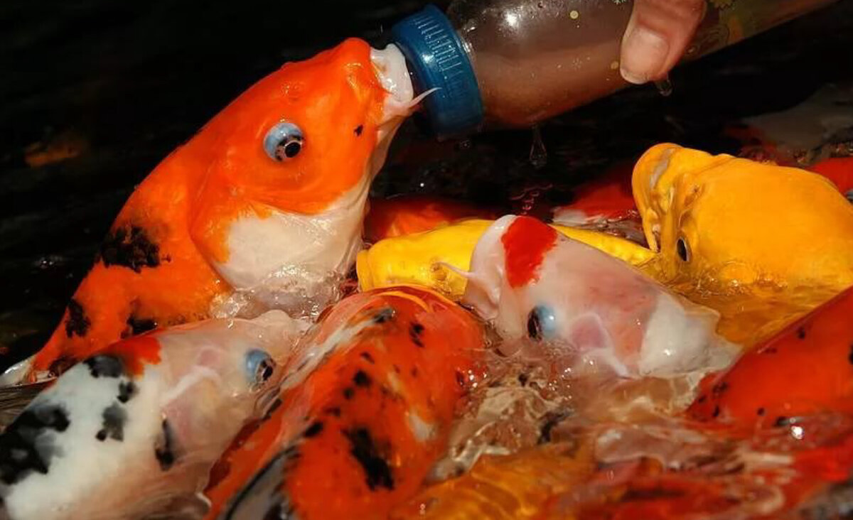 Сколько раз в день кормят аквариумных рыбок. Карпы в Тайланде. Карпы кои в аквариуме. Кормление рыб. Кормление аквариумных рыбок.