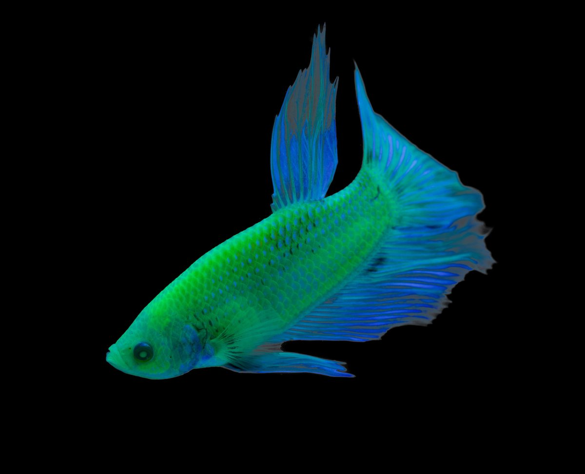 GloFish: Эксперимент, который вышел из-под контроля. ГМО рыбы, которых уже запретили в западных странах5