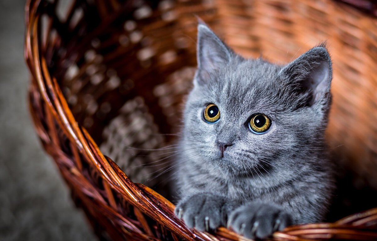 "Я понимаю, что ты меня любишь, но только не целуй. И руки после того, как погладишь, помой".