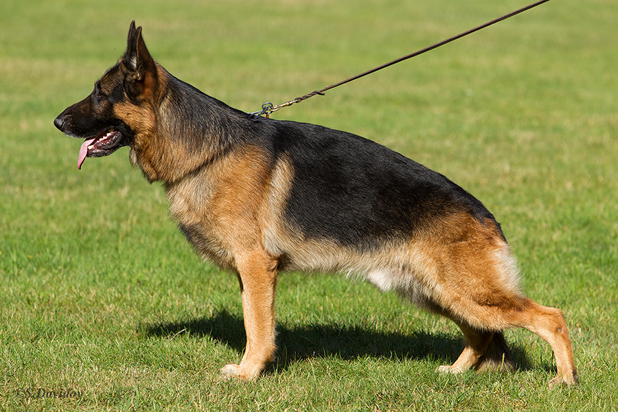 Современная немецкая овчарка