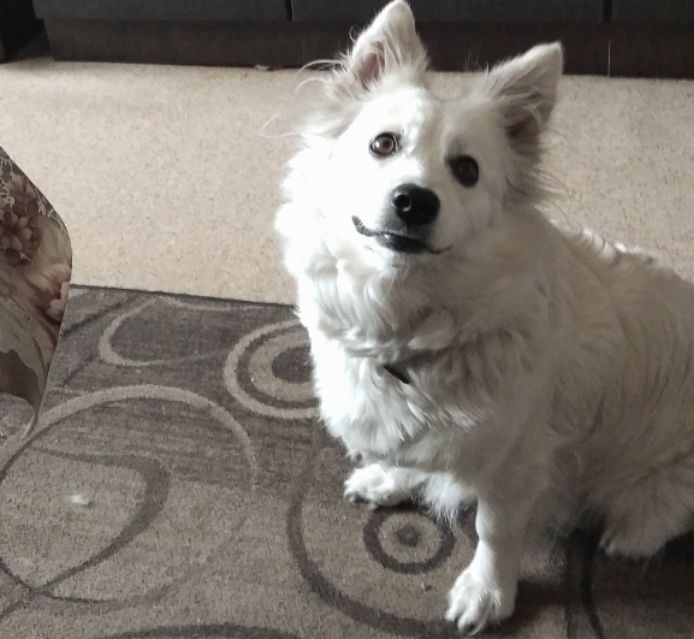 Линяющий шпиц - любимка всей семьи