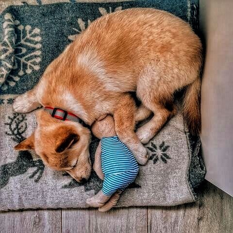 Наша лисичка