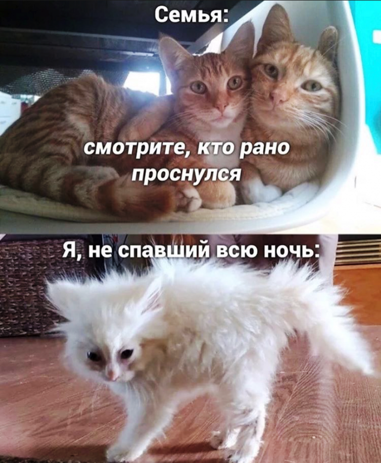 Мемы от моей кошки Муси. Часть 5. Дневник финна с котом Дзен