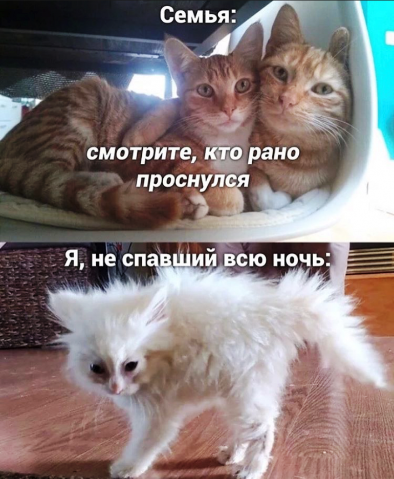 Пин от пользователя Норушка Нора на доске #наташиныкоты Веселые мемы, Кошачьи ци