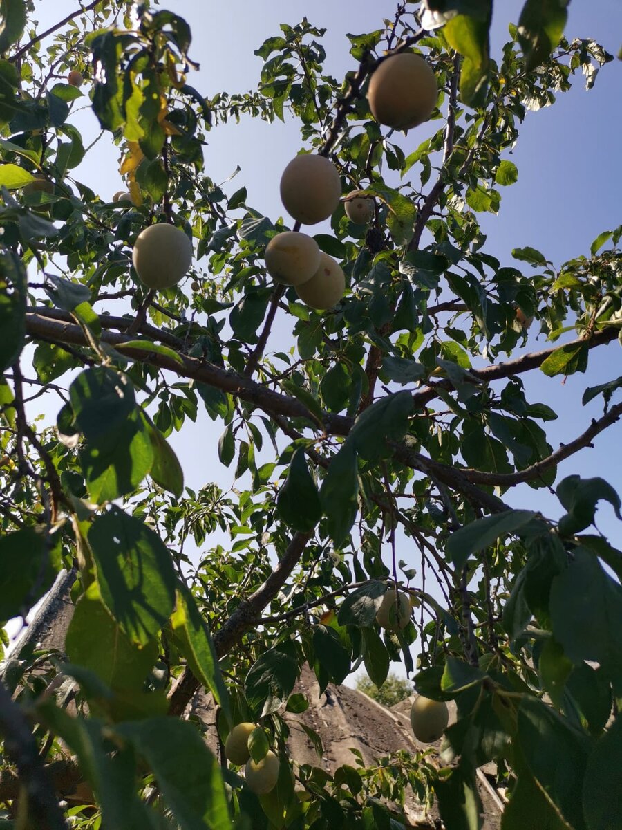 Это наша огромная слива, мы не продаем 