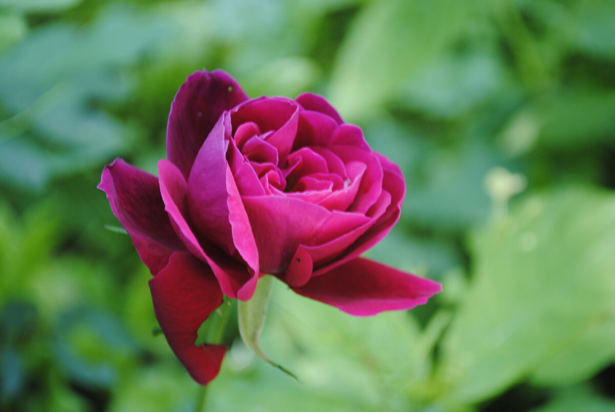 Неведомая роза, выращенная из черенка