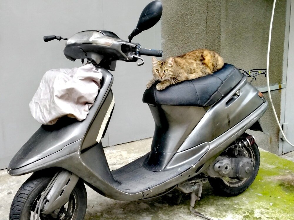 Котик со скутером. Листайте вправо