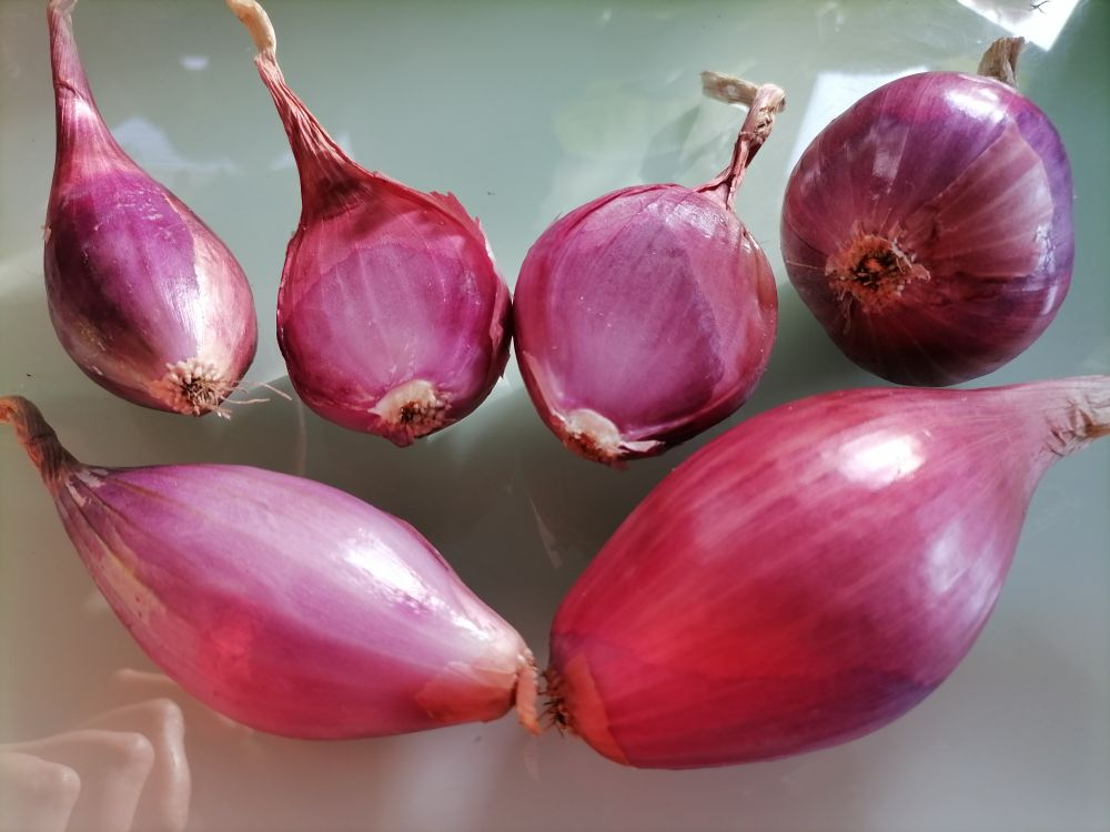 Розовый лук, фото автора