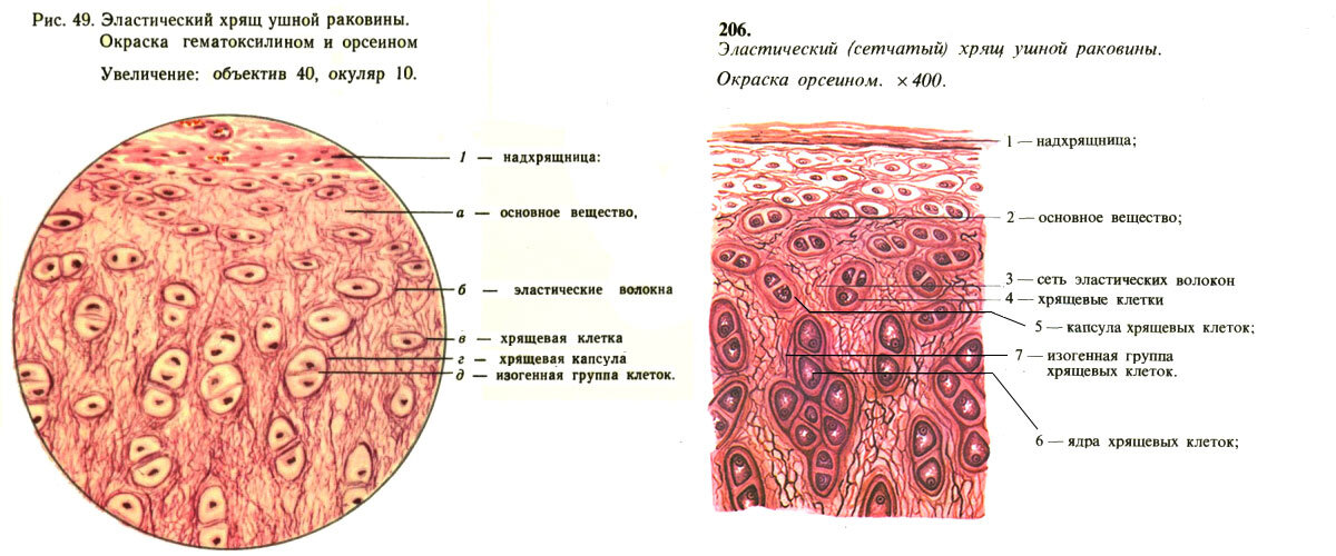 Словарь ортопедических терминов (глоссарий)