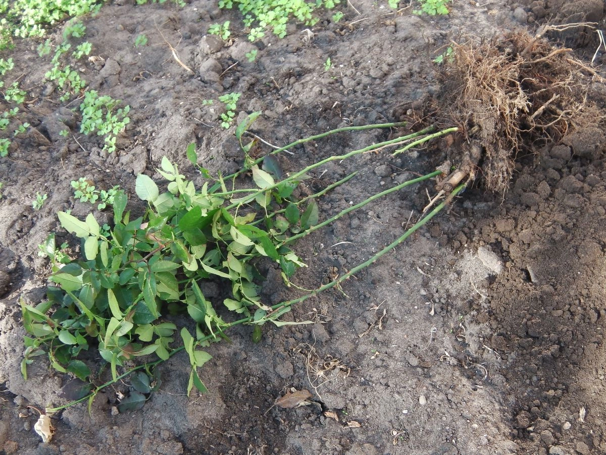 Как пересадить розы осенью. Фото автора