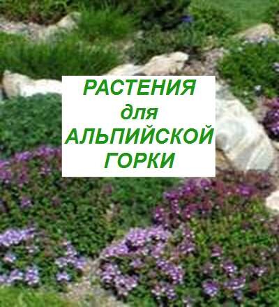 растения для альпийской горки выбор