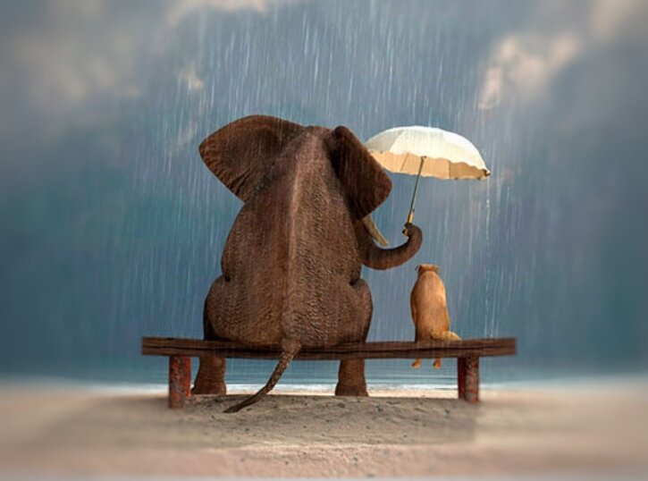 Картинка взята https://sunmag.me/sovety/23-01-2014-dobrota-eto-kak-stat-dobree.html