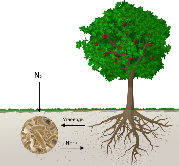 Обмен азотом