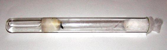 Далее надо подготовить для будущей королевы апартаменты. Идеальным вариантом является пробирка. 1/4-1/3 часть пробирки заливается водой, затем водный отсек затыкается плотной ваткой. Таким образом в пробирке будет поддерживаться оптимальный уровень влажности.Пробирка с молодой маткойНа протяжении всего периода вывода первого поколения матка ничего не ест. Переживать не надо, от этого она не умрет, но всё же подкормить ее можно. Теперь матке нужен покой. В этот период ее не надо тревожить, часто переставлять пробирку, включать яркий свет. Забывать о ней тоже не стоит, т.к. всегда есть вероятность каких-либо непредвиденных происшествий. При появлении первых рабочих колонию надо кормить по мере необходимости и потребления.