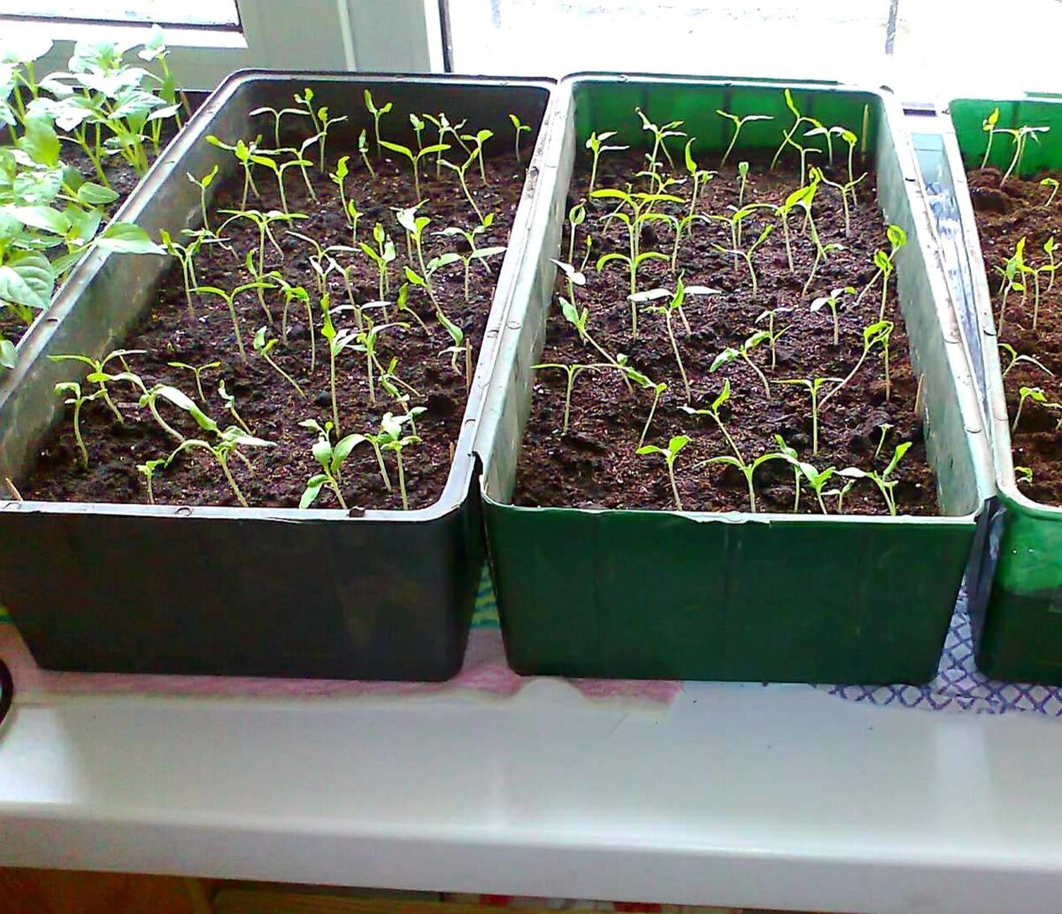 Выращивание томатов из семян в домашних