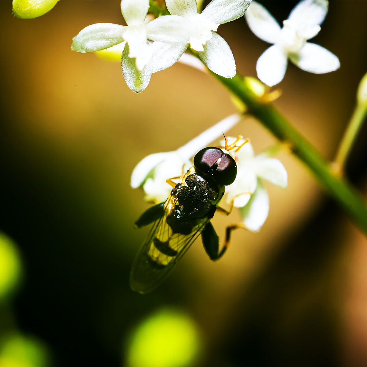 Фото автора Macro Photography: Pexels