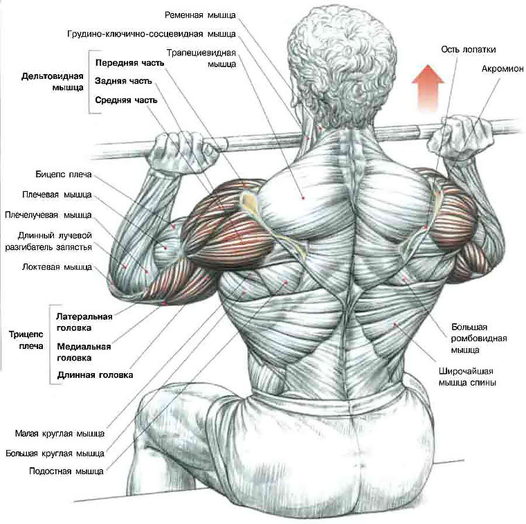 Дельтовидная мышца плеча: где находится, анатомия и функции дельт | Bodybuilding, Anatomy, Fitness