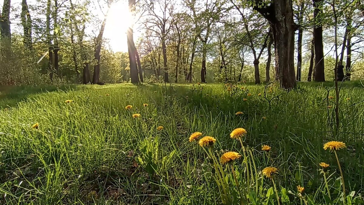 In the Russian language, the saying "After the rain, on Thursday" (Posle dozhdichka v chetverg) is used to describe an event that never or rarely occurs.