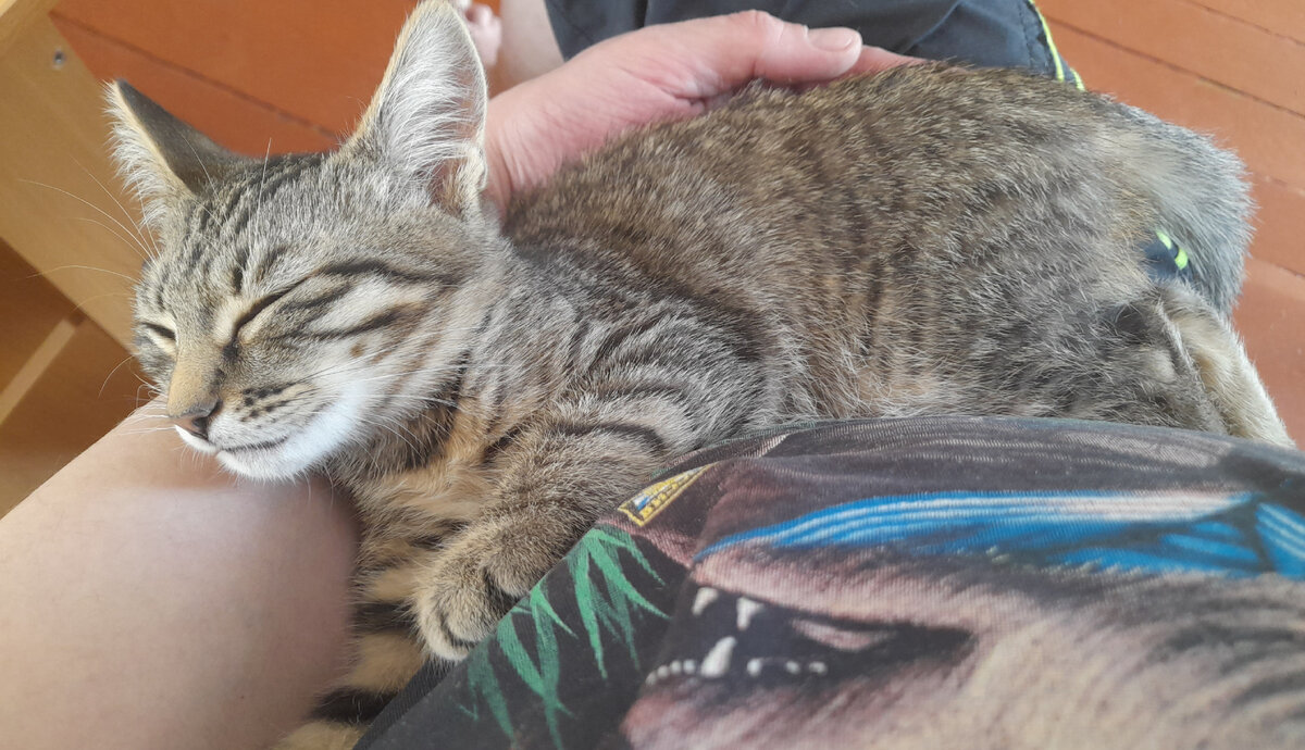 Вот сумасшедший кот Кузя. Уже на коленках не помещается.