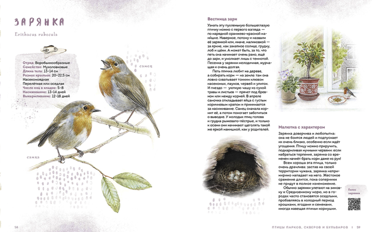 Где найти птичку. Книга «птицы в городе». Иллюстрации птиц в книгах.