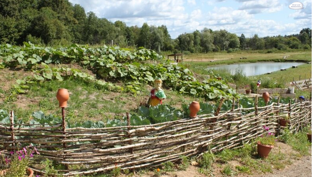 Украинский сад. Огород в деревне. Плетень в огороде. Деревенский сад и огород. Деревенский плетень.