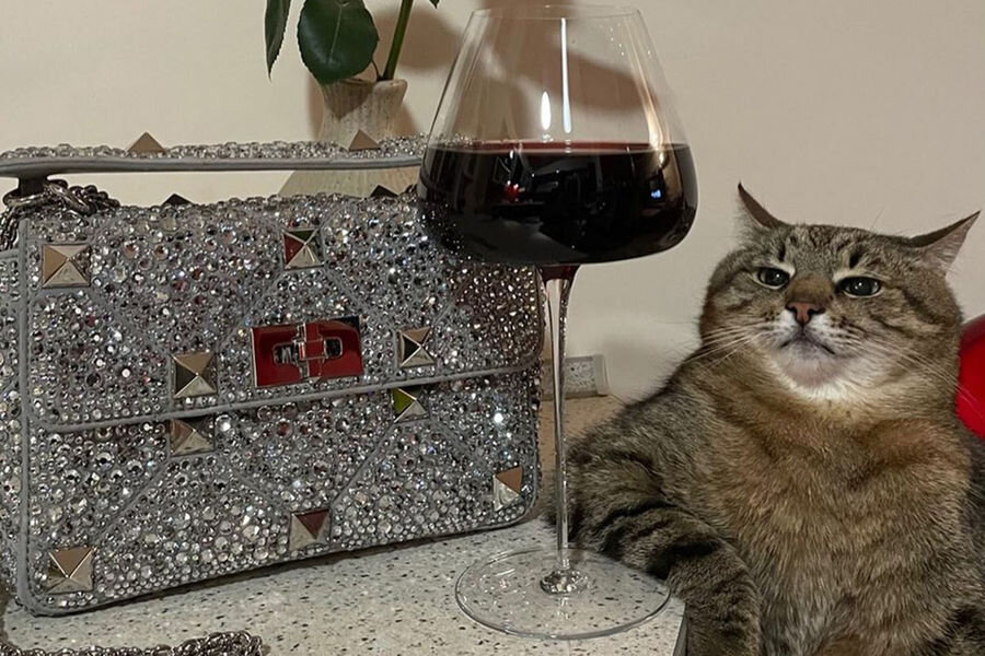 Кот Степан и сумка от Valentino