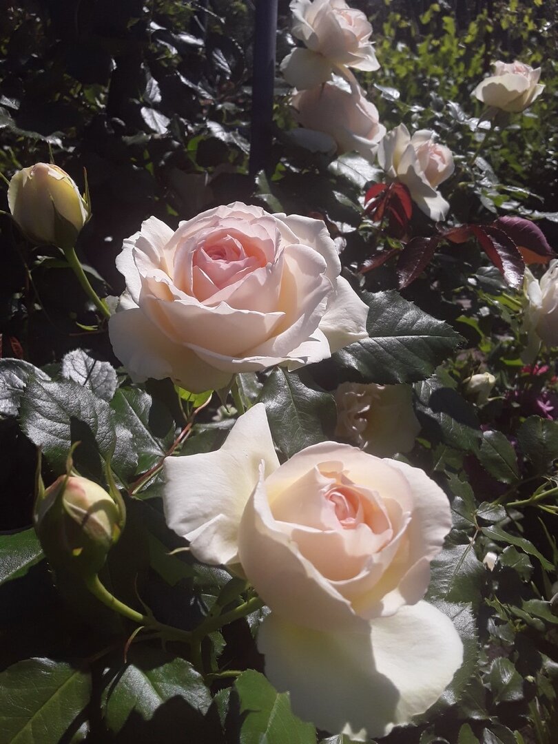 Дождь "райские розы" держат неважно