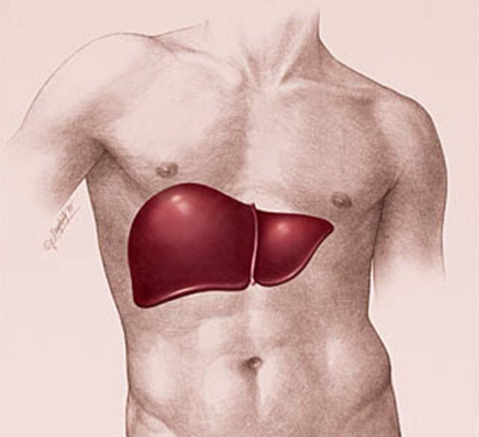 Печень человека где находится по картинке
